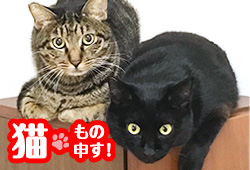 猫、もの申す！